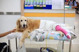 Soft Tissue Surgery