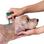 What To Know About Fleas And Ticks