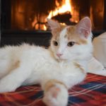 Keeping-Your-Pet-Safe-this-Winter