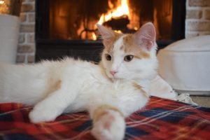 Keeping-Your-Pet-Safe-this-Winter