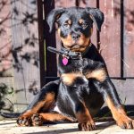 Puppies and Parvo What Every New Puppy Owner Should Know