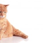 5 Signs Your Cat Has Diabetes