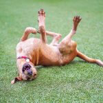Allergies In Pets, Scratching The Surface