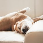 5 Signs Your Pet Has Asthma