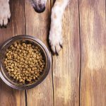 Should Your Dog’s Food be Grain Free