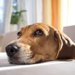 Tips For Pets With Noise Phobia