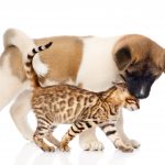 Why Many People Choose To Spay Neuter Their Pets