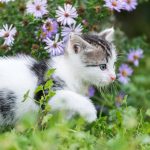 How to Keep Cats Safe Outdoors