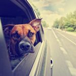 A Guide To Vacation With Your Dog