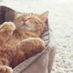 Why and How Cats Have Seizures