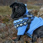 Do Dogs Need Sweaters or Jackets in the Winter
