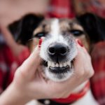 Does My Pet Need a Dental Cleaning?