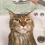 Cat Bath Time Survival Guide