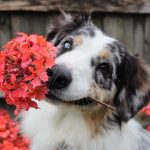 Protecting Your Pets From Dangerous Plants