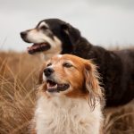 Pet Care Tips For Senior Dogs