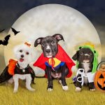 Five Tips To Keep Your Pet Safe This October
