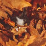 Fall Safety and Your Pet