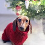 Keep Your Pet Happy And Warm This Winter Holiday