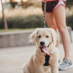 A Happier, Healthier Year For You and Your Pet