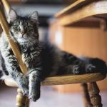 Cleaning Your Pet’s Ears