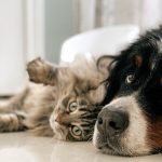 External Parasites and Prevention