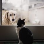 Senior Pet Care Awareness