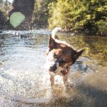 Swimming With Your Pet