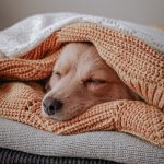 Canine Influenza
