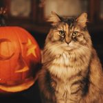 Tips To Help Your Pet Stay Calm During Halloween