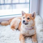 Reasons to Consider Spaying or Neutering Your Pet