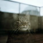 DNA Testing for Your Pet