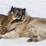 Pet Dementia Prevention