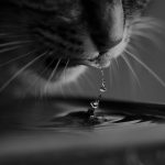 5 Signs Your Cat Has Diabetes