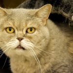 The Importance of Senior Vet Care