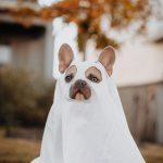 Pets & Your Halloween Candy Don't Mix! Here's Why: