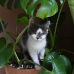 Will My Plant Kill My Cat?