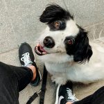 Why Adopting A Pet Is Beneficial